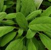 Herb Sage Salvia officinalis