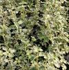 Herb Thyme Thymus vulgaris 'Hi-Ho Silver'
