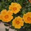 Purslane Portulaca oleracea 'Lemon'