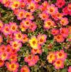 Purslane Portulaca oleracea 'Tequila Sunrise™'