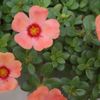 Purslane Portulaca oleracea 'Peach'