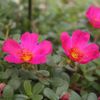 Purslane Portulaca oleracea 'Cherry'