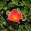 Purslane Portulaca oleracea 'Scarlet'