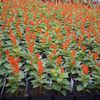 Celosia plumosa Look 'Fresh Look Orange'