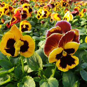 Pansy Viola wittrockiana Colossus 'Fire'