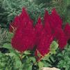 Celosia plumosa Look 'Fresh Look Red'