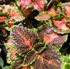 Coleus hybridus Wizard 'Coral Sunrise'