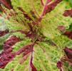 Coleus hybridus Wizard 'Mosaic'