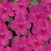 Impatiens walleriana Dazzler 'Punch'