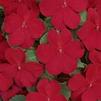 Impatiens walleriana Dazzler 'Cranberry'