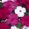 Impatiens walleriana Dazzler 'Merlot Mix'