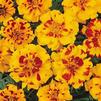 Marigold Tagetes erecta Durango 'Bolero'