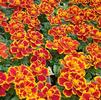 Marigold Tagetes erecta Durango 'Flame'