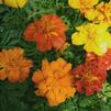 Marigold Tagetes erecta Durango 'Outback Mix'