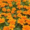 French Marigold