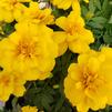 Marigold Tagetes erecta Durango 'Yellow'