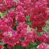 Snapdragon Antirrhinum majus Snapshot 'Red'