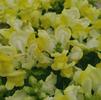 Snapdragon Antirrhinum majus Snapshot 'Yellow'