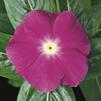 Vinca Catharanthus roseus Mediterranean 'Deep Orchid'