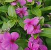 Vinca Catharanthus roseus Mediterranean 'Lilac'