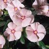 Vinca Catharanthus roseus Mediterranean 'Peach XP'