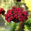 Vinca Catharanthus roseus Mediterranean 'Red'