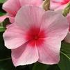 Vinca Catharanthus roseus Mediterranean 'Strawberry XP'