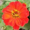 Zinnia elegans Magellan 'Scarlet'