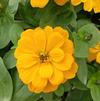 Zinnia elegans Magellan 'Yellow'