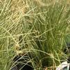 Grass Carex comans 'Amazon Mist'
