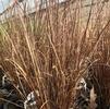 Grass Carex buchananii 'Red Rooster'