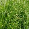 Grass Isolepis cernua 'Live Wire'