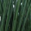 Grass Juncus inflexus 'Blue Arrows'