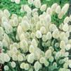 Grass Lagurus ovatus 'Bunny Tails'