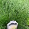 Mexican Feather Grass