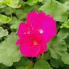 Geranium Pelargonium zonale Patriot 'Bright Violet'