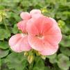 Geranium Pelargonium zonale Patriot 'Salmon'