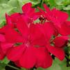 Geranium Pelargonium interspecific Calliope 'Medium Dark Red'