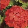 Geranium Pelargonium hortorum Brocade 'Vancouver Centennial'