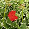 Geranium Pelargonium hortorum Brocade 'Wilhelm Langguth'