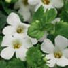 Bacopa