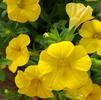 Calibrachoa