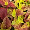 Coleus 'Alabama'