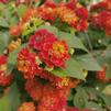 Lantana camara 'Dallas Red'