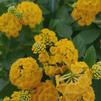 Lantana hybrid 'New Gold'