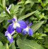 Lobelia erinus Techno 'Heat Upright Dark Blue'