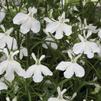 Lobelia erinus Techno 'Heat White'