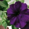 Petunia hybrida FotoFinish 'Blue'