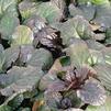 Ajuga reptans 'Bronze Beauty'