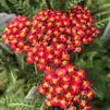 Achillea millefolium 'Paprika'